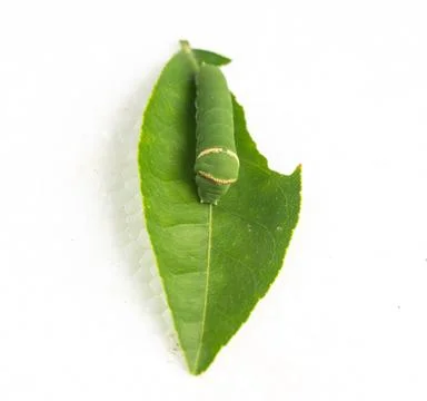 Green caterpillar on lime leaf isolated on white background, macro close-up Stock Photos