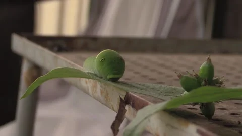 Green caterpillar mouth reveal closeup Stock Footage