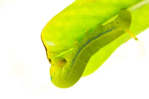 Green caterpillar Stock Photos