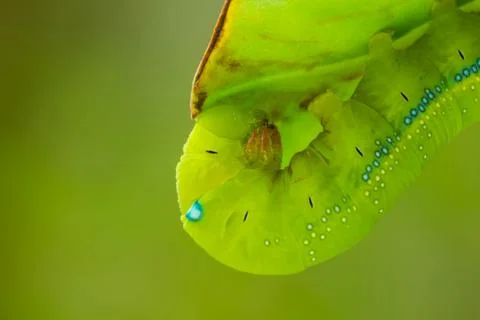 Green caterpillar Stock Photos