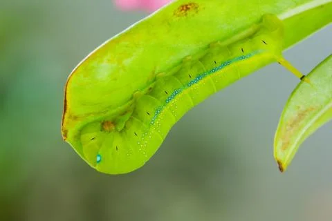 Green caterpillar Stock Photos