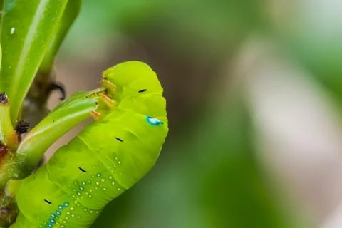 Green caterpillar Stock Photos