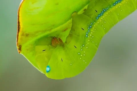 Green caterpillar Stock Photos