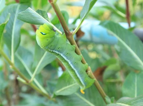 Green caterpillar Stock Photos
