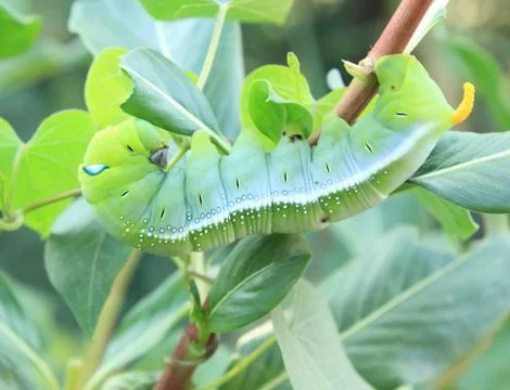 Green caterpillar Stock Photos