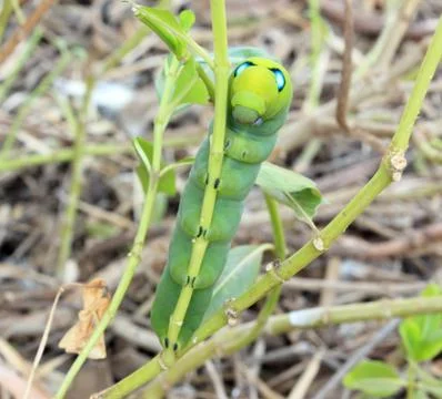 Green caterpillar Stock Photos