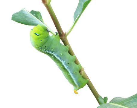 Green caterpillar Stock Photos