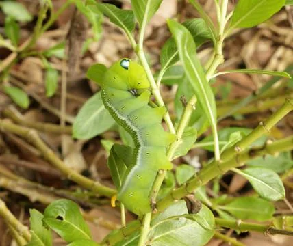 Green caterpillar Stock Photos