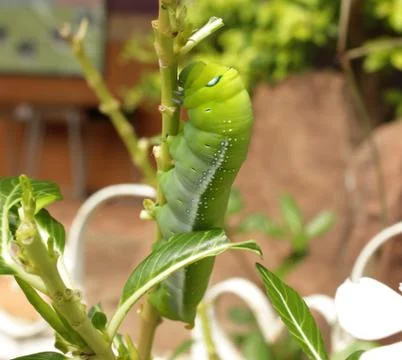 Green caterpillar Stock Photos