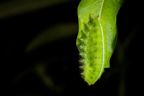 Green caterpillar Stock Photos