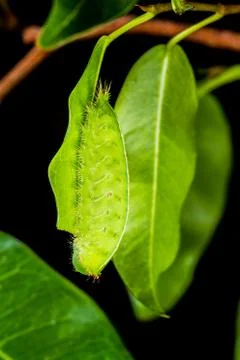 Green caterpillar Stock Photos