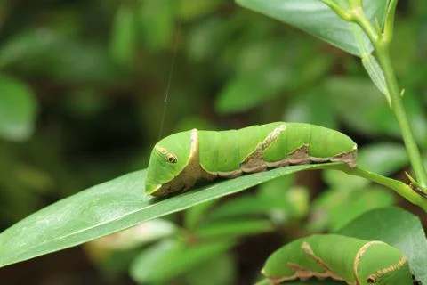 Green caterpillar Stock Photos