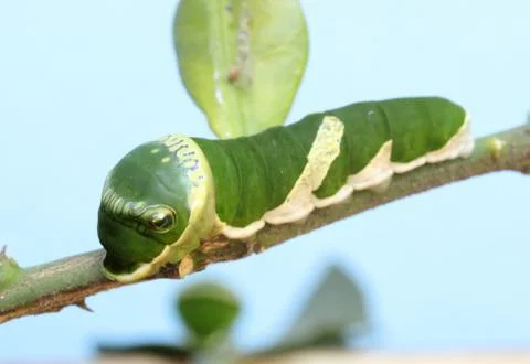 Green caterpillar Stock Photos