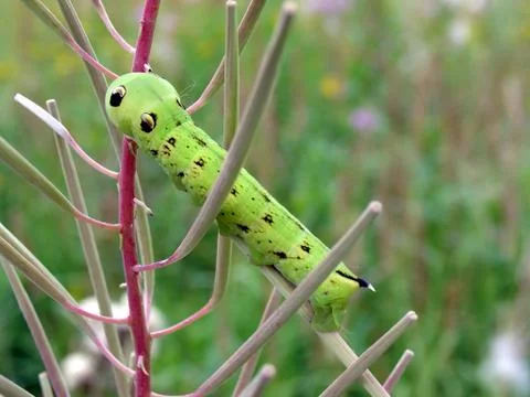 Green caterpillar Stock Photos