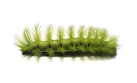 Green Caterpillar Stock Photos