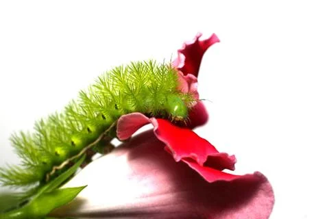 Green Caterpillar Stock Photos