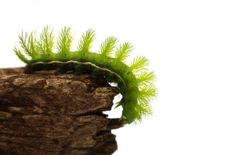 Green Caterpillar Stock Photos