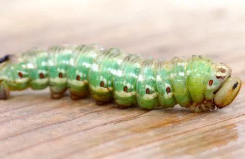 The green caterpillar Stock Photos