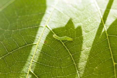 Green caterpillar Foto stock