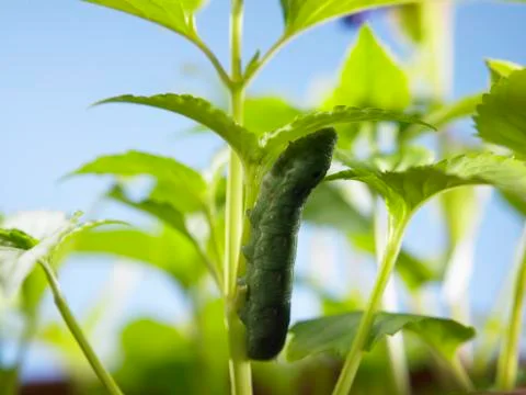 Green caterpillar 스톡 사진