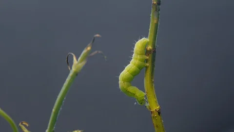 Green Caterpillar pooping Stock Footage 128716811
