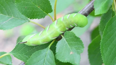 Green caterpillar Privet hawk moth (Sphinx ligustri) or Large brown hawkmoth Stock Footage 170494792