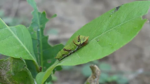 Green Caterpillar Resting on Leaf Stock Footage 326152161