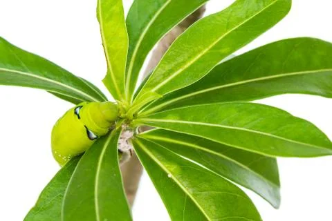 Green caterpillar on tree Stock Photos