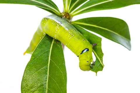 Green caterpillar on tree Stock Photos