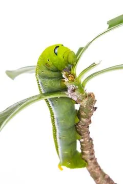 Green caterpillar on tree Stock Photos