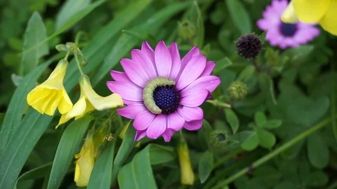 Green Caterpillar on a violet flower Stock Footage 87253240