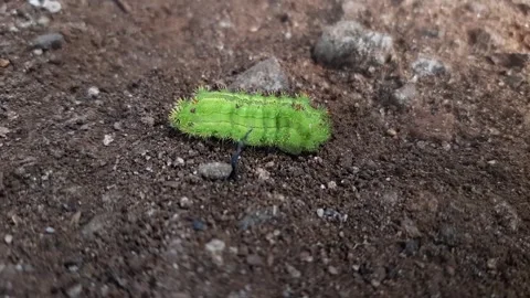 Green caterpillar walking on the ground Stock Footage 285913361