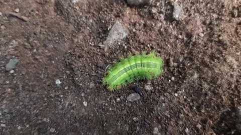Green caterpillar walking on the ground Stock Footage 285913401