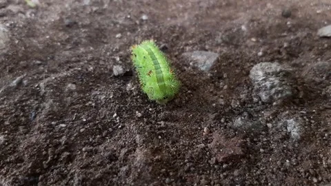 Green caterpillar walking on the ground Stock Footage 285913478