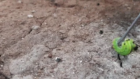 Green caterpillar walking on the ground Stock Footage 285914168