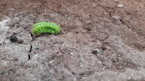 Green caterpillar walking on the ground Stock Footage 285914170