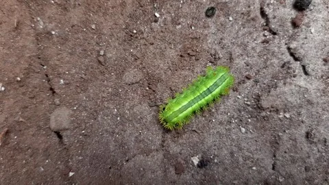 Green caterpillar walking on the ground Stock Footage 285914254