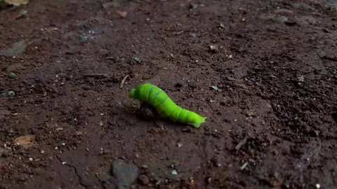 Green caterpillar walking on the ground Stock Footage 285923379
