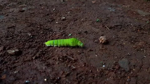 Green caterpillar walking on the ground Stock Footage 285923467
