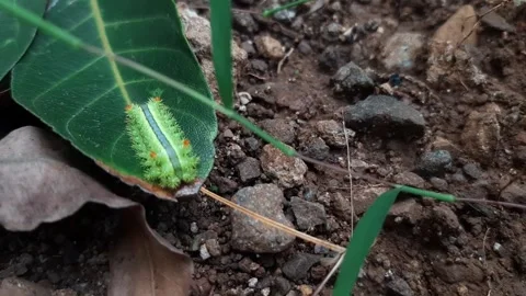Green caterpillar walking on the leaf Stock Footage 285913256