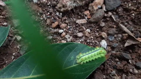 Green caterpillar walking on the leaf Stock Footage 285913281