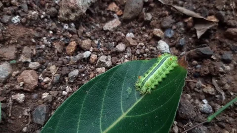 Green caterpillar walking on the leaf Stock Footage 285913315