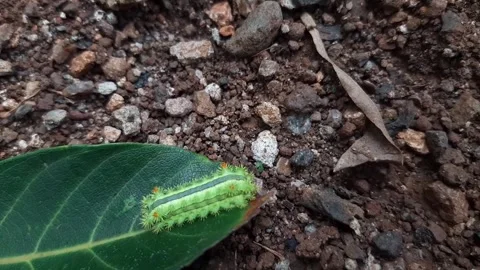 Green caterpillar walking on the leaf Stock Footage 285913316