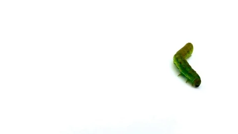 Green caterpillar walking through the camera Stock Footage 71265838