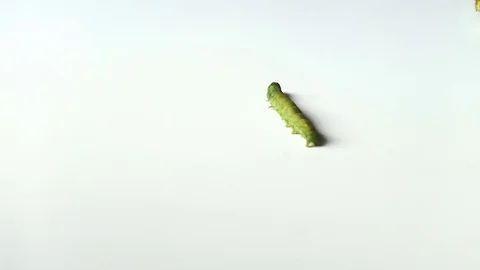A green caterpillar walking on a white ground shoot from high view Stock Footage 71264892
