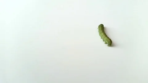 A green caterpillar walking on a white ground shoot from high view Stock Footage 71265049