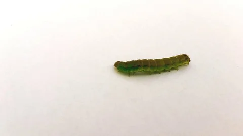 A green caterpillar walking on a white ground shoot from side Stock Footage 71265624