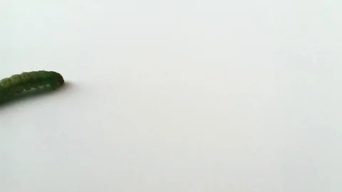 A green caterpillar walking on a white ground shoot from high view Stock Footage 78672476