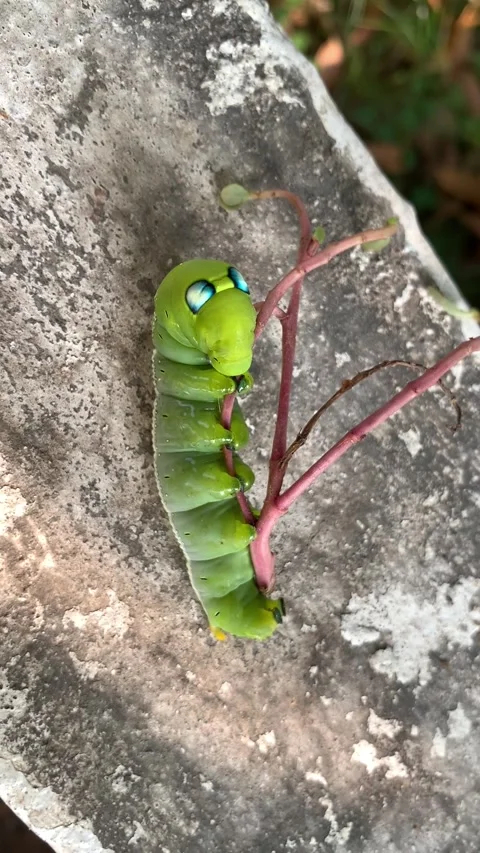 Green caterpillar on the wall Vídeos de archivo 290169599