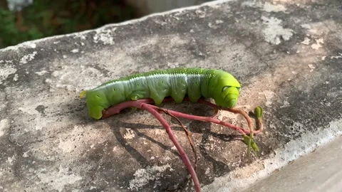 Green caterpillar on the wall Stock Footage 290169602